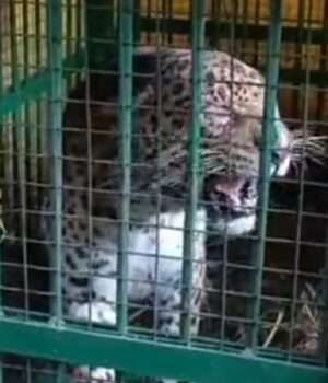 बकरी के लालच में पिंजरे में फंसा तेंदुआ