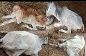 सरकारी बजट के बावजूद गौशाला में अमानवीयता इटवा नगर पंचायत की व्यवस्था कटघरे में