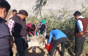 मानव सेवा के साथ गौ सेवा की मिसाल बना यथार्थ हॉस्पिटल