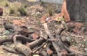 चौकी भरवारी क्षेत्र में अंधा कानून, पुलिस की चुप्पी और माफिया की आरी का कहर