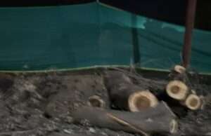 एनएच -27 पर संरक्षित वन भूमि में अवैध कटान का आरोप, शीशम सहित वर्षों पुराने पेड़ रातोंरात काटे गए