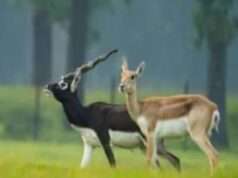 काले हिरन का शिकार करने गए तीन शिकारियों को मेजा पुलिस ने धर दबोचा