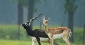 काले हिरन का शिकार करने गए तीन शिकारियों को मेजा पुलिस ने धर दबोचा