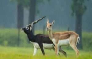 काले हिरन का शिकार करने गए तीन शिकारियों को मेजा पुलिस ने धर दबोचा