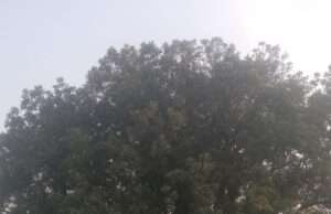 वन विभाग की कथित मिलीभगत से मांडा क्षेत्र में हरे पेड़ों की अंधाधुंध कटाई, प्रशासन मौन