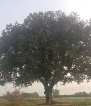वन विभाग की कथित मिलीभगत से मांडा क्षेत्र में हरे पेड़ों की अंधाधुंध कटाई, प्रशासन मौन