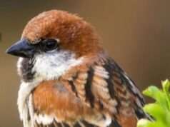 विश्व गौरैया दिवस पर विलुप्त हो रही गौरैया को बचाने का ले संकल्प : डॉ विजय