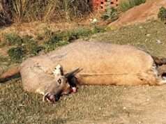 नीलगाय को बचाने के प्रयास में अनियंत्रित हुई थार, दो युवक गंभीर