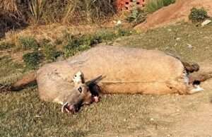 नीलगाय को बचाने के प्रयास में अनियंत्रित हुई थार, दो युवक गंभीर