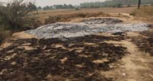 खलिहान में लगी आग आठ बिघे की सरसों का फसल खाक