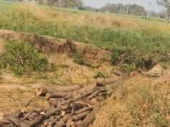 खखरेरू में वन माफियाओं के हौसले बुलंद, दिनदहाड़े काटे जा रहे नीम के पेड़