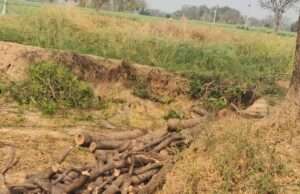 खखरेरू में वन माफियाओं के हौसले बुलंद, दिनदहाड़े काटे जा रहे नीम के पेड़