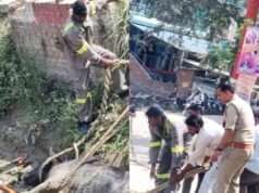 कांधरपुर नहर के दलदल में फंसे सांड को पुलिस और ग्रामीणों ने सुरक्षित निकाला