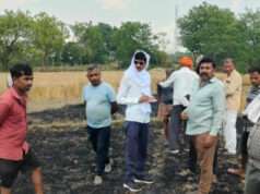 शॉर्ट सर्किट से लगी आग, चार किसानों की ढाई बीघा गेहूं की फसल जलकर खाक