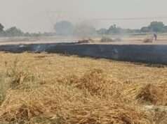 हाईटेंशन तार से निकली चिंगारी, गेहूं की फसल जलकर खाक