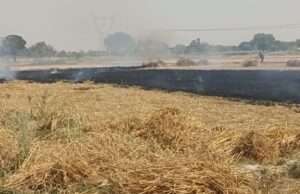 हाईटेंशन तार से निकली चिंगारी, गेहूं की फसल जलकर खाक