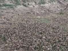 बसहियां में पोखर को बना दिया कूड़ा कचरा फेंकने का स्थान