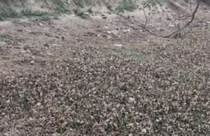 बसहियां में पोखर को बना दिया कूड़ा कचरा फेंकने का स्थान
