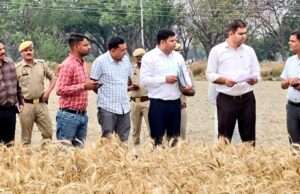 जिलाधिकारी ने ग्राम अंबावा पश्चिम में गेहूं की क्रॉप कटिंग कार्यों का किया निरीक्षण