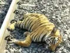 ट्रेन की चपेट में आने से मादा बाघिन की मौत