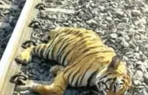 ट्रेन की चपेट में आने से मादा बाघिन की मौत