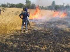 किसान कि 12 बिगहा गेहूं कि फसल जलकर हुए खाक