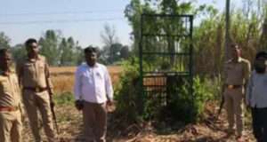 बाघ के हमले में गाय घायल संपूर्णानगर रेंज में वन विभाग ने किया निरीक्षण