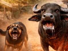 भैंस में रेबीज के लक्षण, गांव में चिंता का माहौल