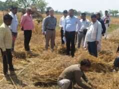 डीएम की मौजूदगी में गेहूं फसल की क्रॉप कटिंग, औसत उपज 32.8 कुंतल प्रति हेक्टेयर