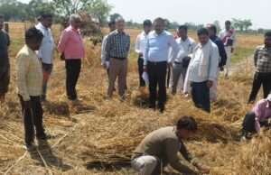 डीएम की मौजूदगी में गेहूं फसल की क्रॉप कटिंग, औसत उपज 32.8 कुंतल प्रति हेक्टेयर