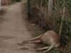 करंट की चपेट में आने से दुधारू गाय की मौत, बिजली विभाग पर लापरवाही का आरोप