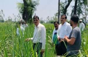 पलिया चीनी मिल के उपाध्यक्ष ने किया गन्ना सर्वे का औचक निरीक्षण