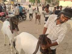 मंहगाई की आंच में गर्म हुआ बकरा बाजार, खरीदार पस्त