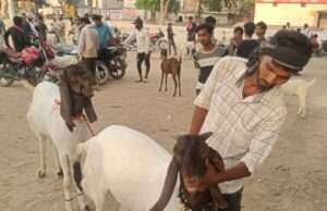 मंहगाई की आंच में गर्म हुआ बकरा बाजार, खरीदार पस्त