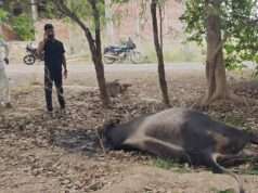 हाईटेंशन तार की चपेट में आकर सांड की मौत