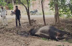 हाईटेंशन तार की चपेट में आकर सांड की मौत