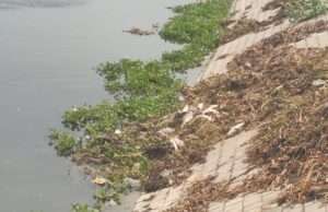 जलकुंभी और गंदगी का कहर: लक्ष्मी तालाब में ‘मौत का तांडव