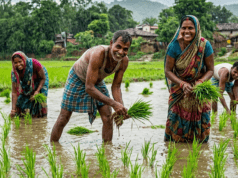 झमाझम बारिश से खिले किसानों के चेहरे, कृषि कार्यों में आई तेजी
