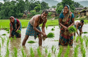 झमाझम बारिश से खिले किसानों के चेहरे, कृषि कार्यों में आई तेजी