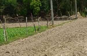 बाघराय थाना क्षेत्र के फूलपुर मौरी ग्राम पंचायत के धुंधुरकीपुर में सिंचाई विवाद ने पकड़ा तूल