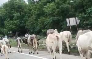 नेशनल हाईवे पर आवारा गोवंशों की भरमार बड़े हादसे की आशंका जिम्मेदार मौन