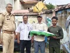 हाइटेशन तार की जद में आने से राष्ट्रीय पक्षी मोर की मौत