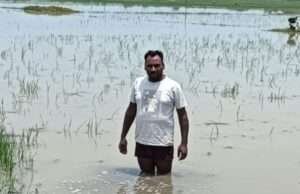 मिश्रपुर में जल निकासी न होने से सैकड़ों बीघे धान की फसल डूबी