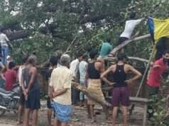 लगातार बारिश से सौ वर्ष पुराना पीपल का पेड़ धराशायी, मार्ग अवरुद्ध
