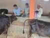 एसडीएम ने कान्हा गौशाला का किया निरीक्षण, दिए सख्त निर्देश