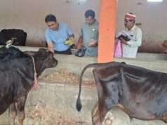 एसडीएम ने कान्हा गौशाला का किया निरीक्षण, दिए सख्त निर्देश